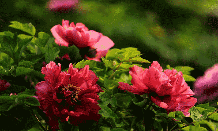 Peony flowers bloom in Wangcheng Park