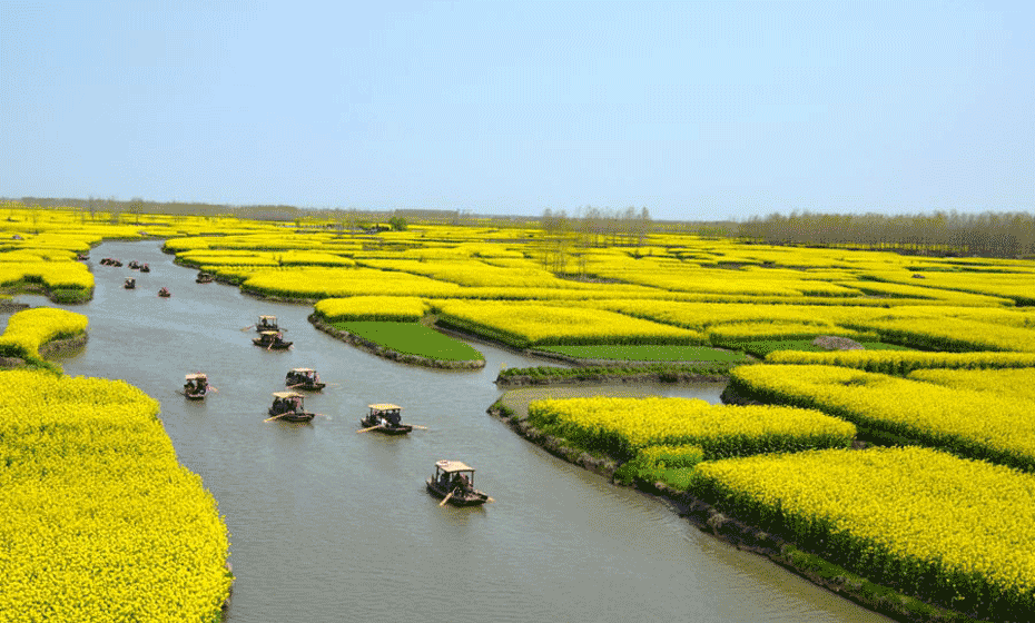 Enjoy rape flowers in Xinghua, E China