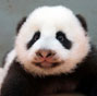 Panda Cubs to Predict 2014 World Cup Winners