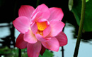 Lotus in full bloom in Luoyang
