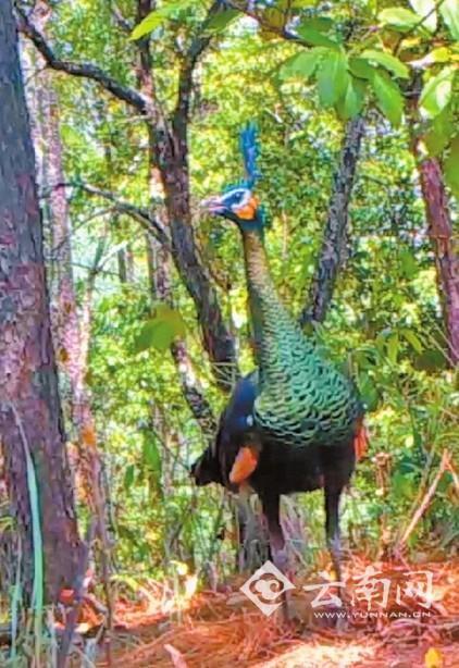 Wild Green Peacocks Captured in Photos in Pu'er for the First Time after 20 Years of Searches