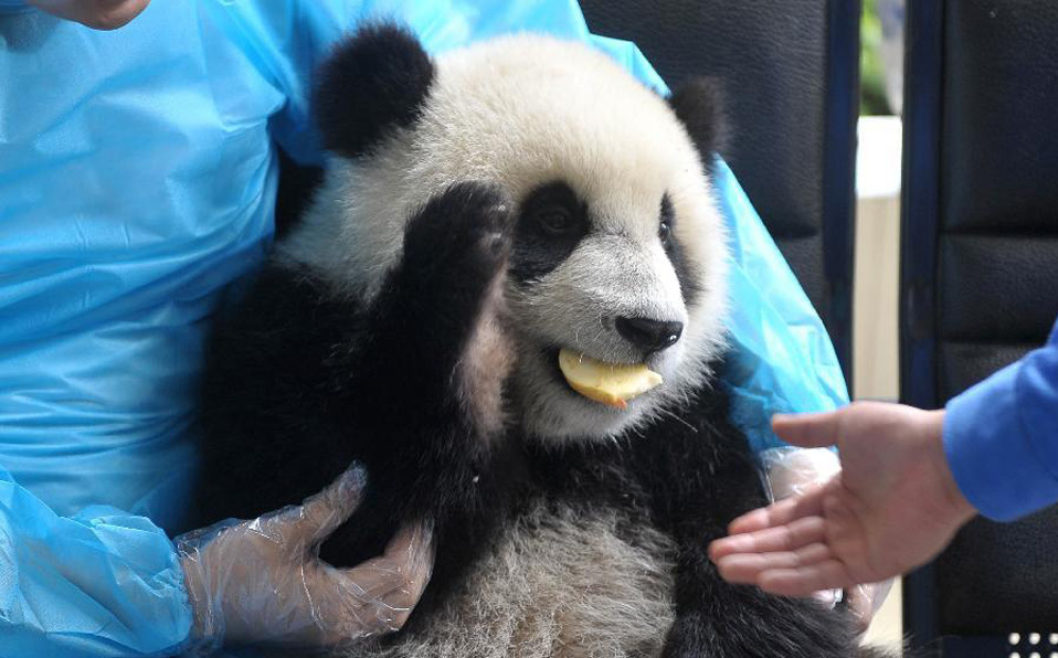 Giant panda cubs have fun at 'kindergarten'