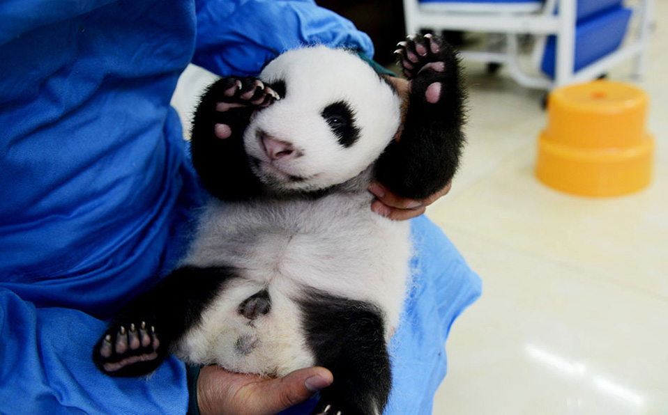 Heart melting! Adorable panda cubs shown public