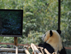 Yunnan Wild Animal Park installs TV to please giant panda