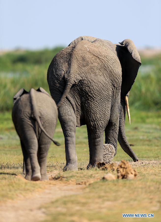 world elephant day: bring world together to help