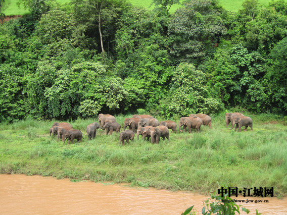 Wild Asian elephants play in the Manlao River of Jiangcheng County