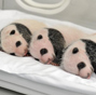 Rare set of giant panda triplets turn one month old