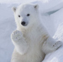 Naughty polar bear waves to photographer in Wapusk, Canada