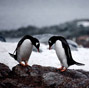 Polar region photos raise worldwide awareness of global warming