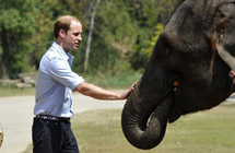 Prince William visits elephant protection base in China's Yunnan