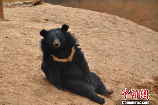Odd news: Villager's 'dogs' turn out to be black bears