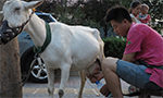 It's the teats! Fresh-squeezed goat milk a hit on Xi'an streets