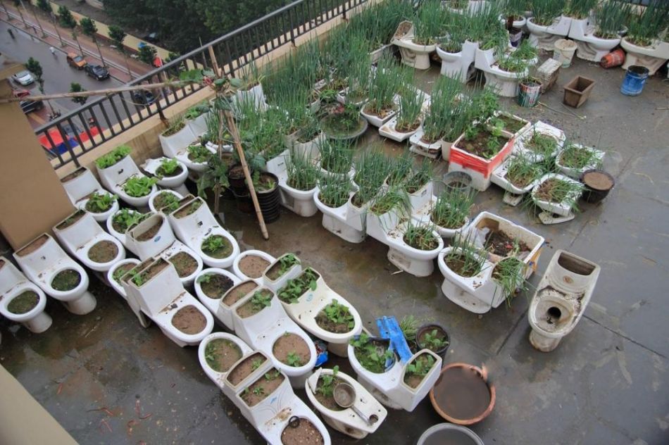 Man plants vegetables in abandoned closestools on the roof