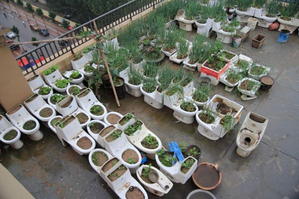 Odd news: Man plants vegetables in abandoned closestools on the roof
