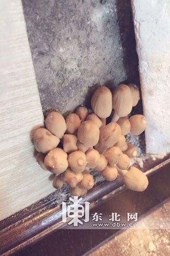Odd news: Weird! Mushroom grows in the wall