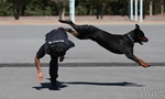 China’s police dogs train to sniff out crime