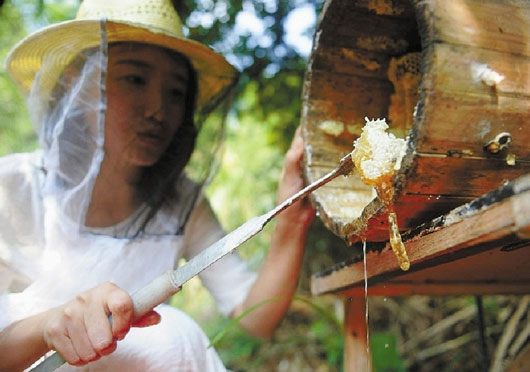 Beauty seeks honey in mountain 