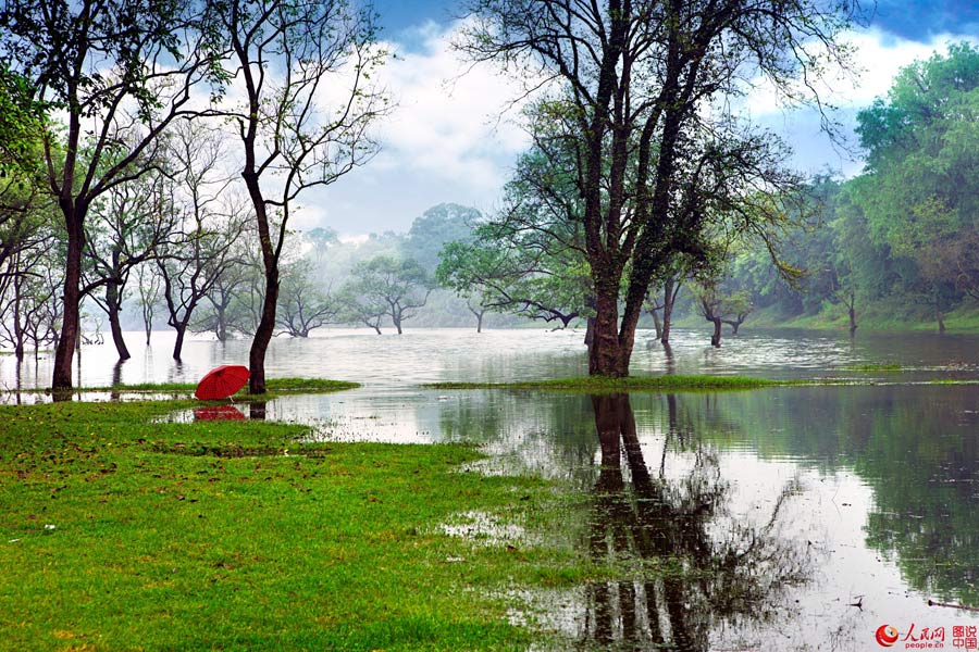 Picturesque Mazhou Forest in Jiangxi