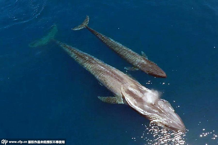 Thrilling encounters with the giant blue whale in Indian Ocean