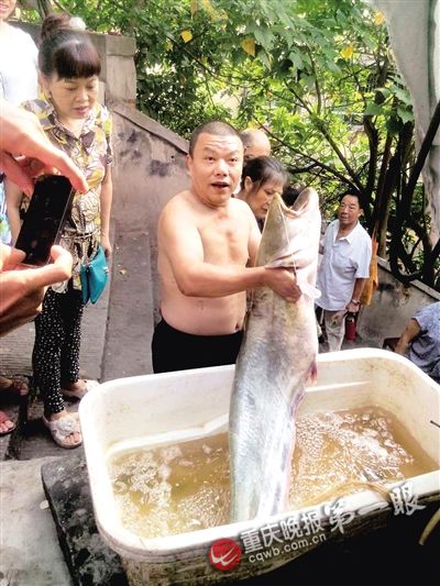 18 kg! Man catches huge catfish in Yangtze River