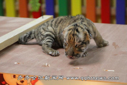 Dog nurses four tiger cubs in NE China zoo