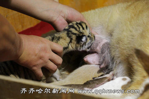 Dog nurses four tiger cubs in NE China zoo