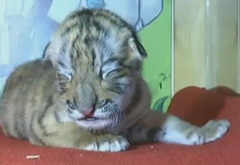 Dog nurses four tiger cubs in NE China zoo