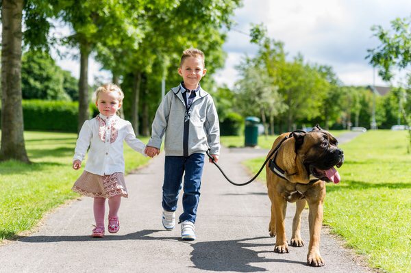 Toughest Dogs Trained in Britain, Sell for over 20,000 Pounds( $31,200)