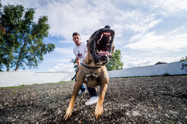 Toughest Dogs Trained in Britain, Sell for over 20,000 Pounds( $31,200)