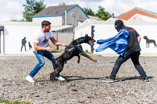 Toughest Dogs Trained in Britain, Sell for over 20,000 Pounds( $31,200)