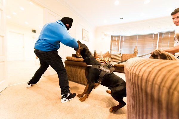 Toughest Dogs Trained in Britain, Sell for over 20,000 Pounds( $31,200)