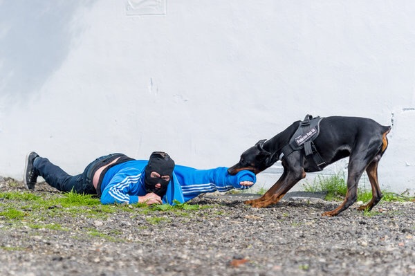 Toughest Dogs Trained in Britain, Sell for over 20,000 Pounds( $31,200)