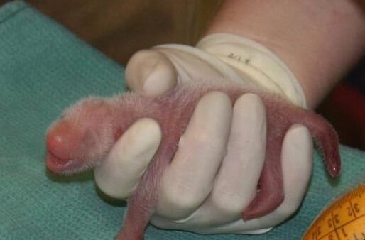 One newborn Chinese panda twin dies in Washington