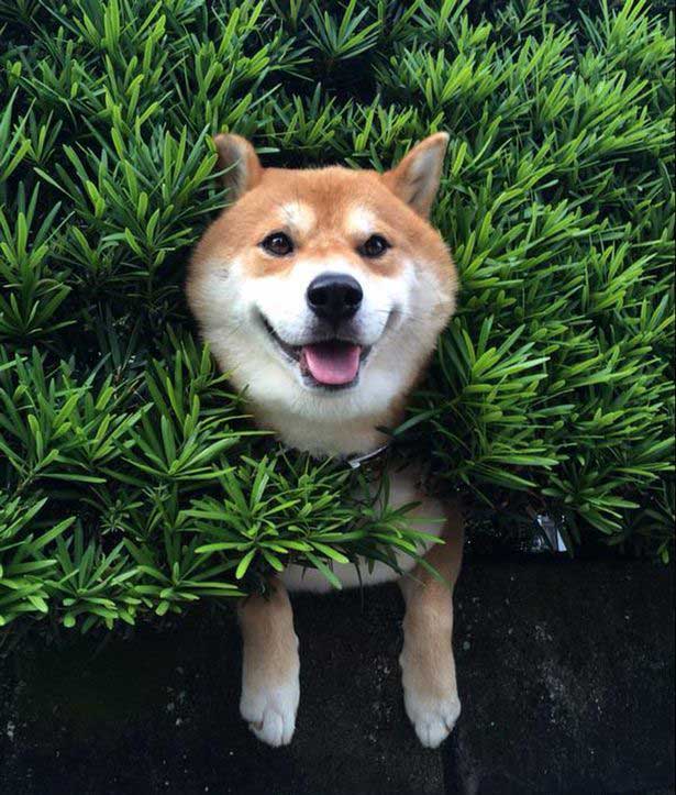 Hilarious! Shiba inu gets stuck in bushes