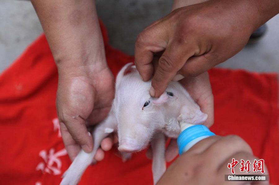Two-headed piglet catches people's eyes