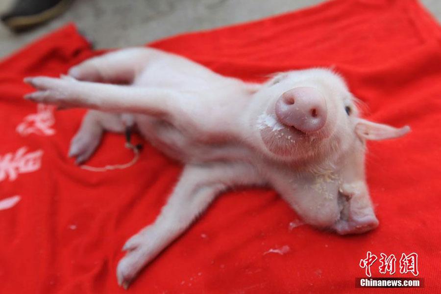Two-headed piglet catches people's eyes