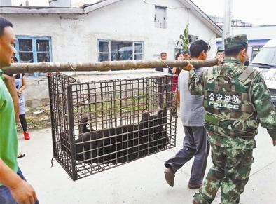 Russian bear anaesthetized after roaming into China