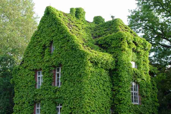 Ivy-covered house witnesses love of 23 years