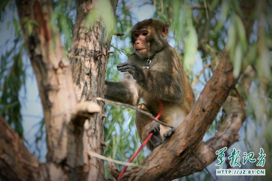 Trained Monkeys and Eagles Ensure Flight Safety for V-Day