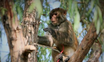 Trained Monkeys and Eagles Ensure Flight Safety for V-Day