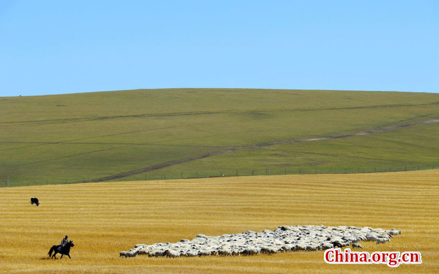 Picturesque Hulun Buir grassland in early autumn