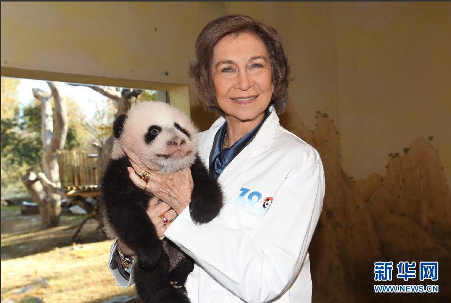 Madrid Zoo Celebrating Birthday of Panda Xing Bao