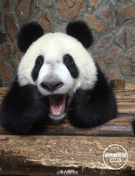 Did you ever see such a cute panda?