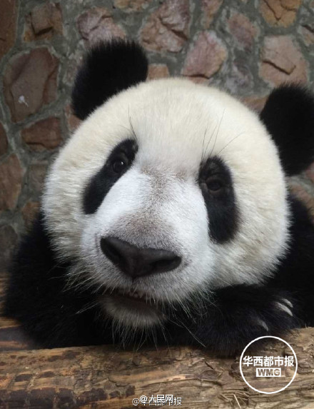 Did you ever see such a cute panda?