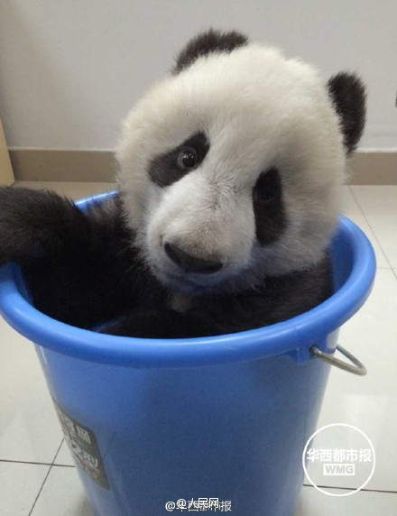 Did you ever see such a cute panda?