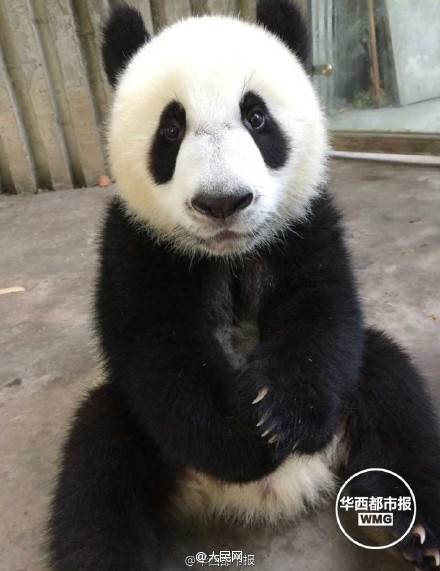 Did you ever see such a cute panda?