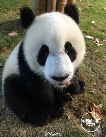 Did you ever see such a cute panda?