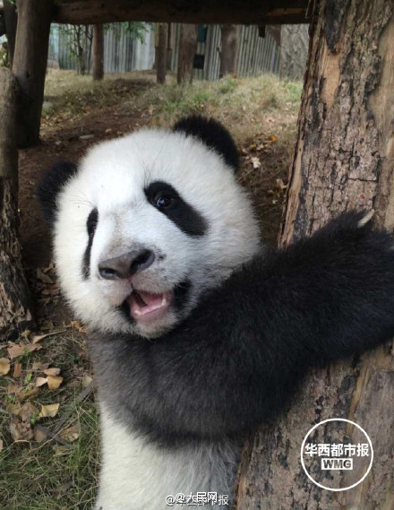 Did you ever see such a cute panda?