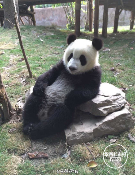 Did you ever see such a cute panda?