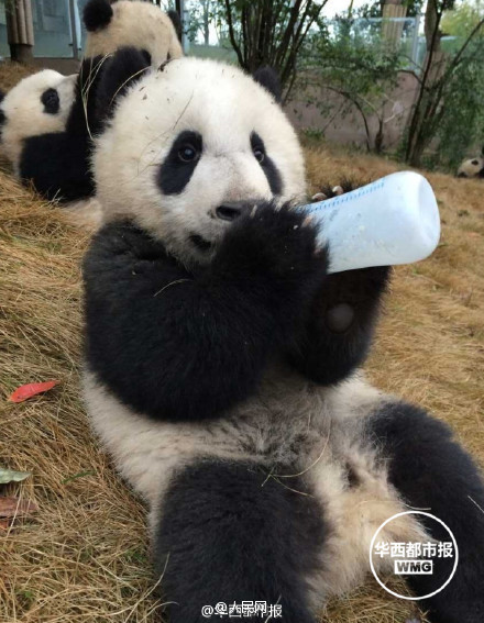 Did you ever see such a cute panda?